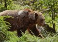 First Grizzly Bear Fatality Recorded in Alaska’s Park as Bear Attacks and Kills Hunter