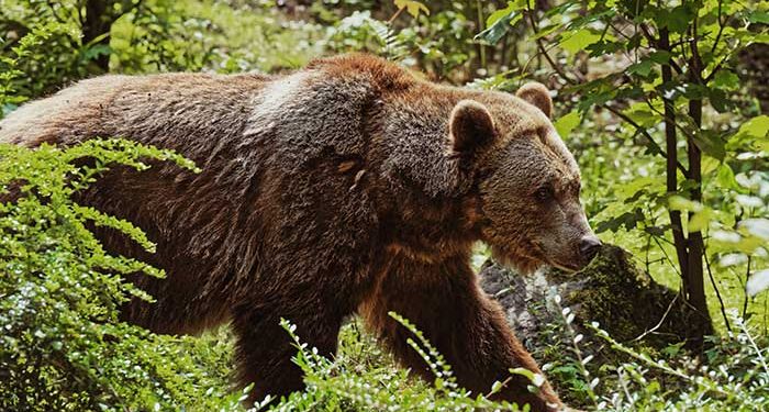 First Grizzly Bear Fatality Recorded in Alaska’s Park as Bear Attacks and Kills Hunter