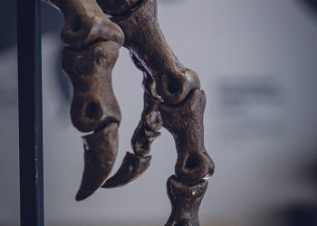 Fossilized Remains Of Dinosaurs That Lived 125 Million Years Ago Found In Volcanic Eruption