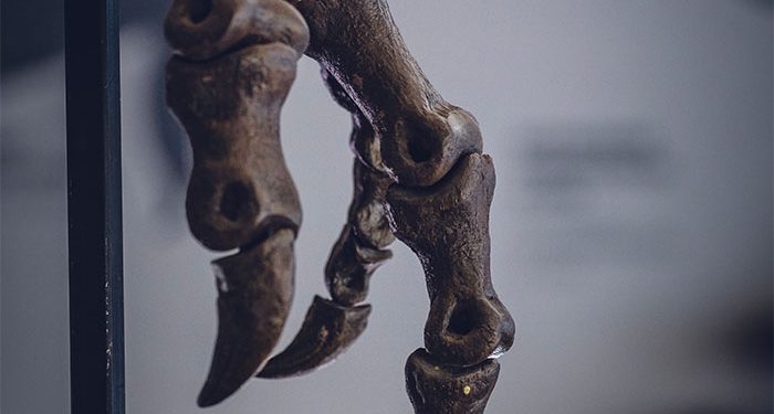 Fossilized Remains Of Dinosaurs That Lived 125 Million Years Ago Found In Volcanic Eruption