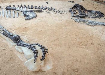 Reindeer Herders Discover Preserved Remains of Frozen Cave Bear That Lived 39,500 Years Ago