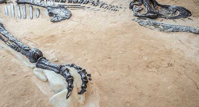 Reindeer Herders Discover Preserved Remains of Frozen Cave Bear That Lived 39,500 Years Ago