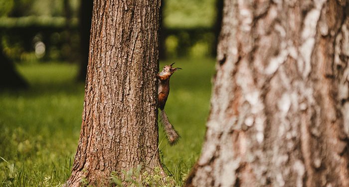 Florida Authorities Nab Wildlife Thieves Who Traffick Flying Squirrels