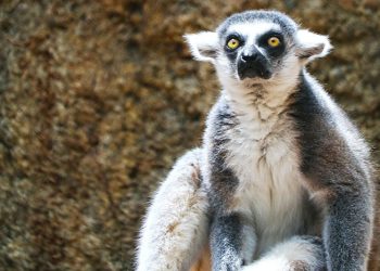 Missing Lemur Believed to Have Been Stolen In San Francisco Found and Returned to Zoo