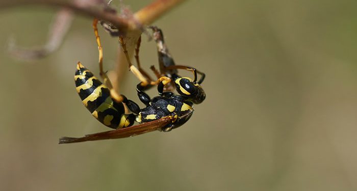 Scientists Successfully Remove 98 Murder Hornets from a Family’s Backyard