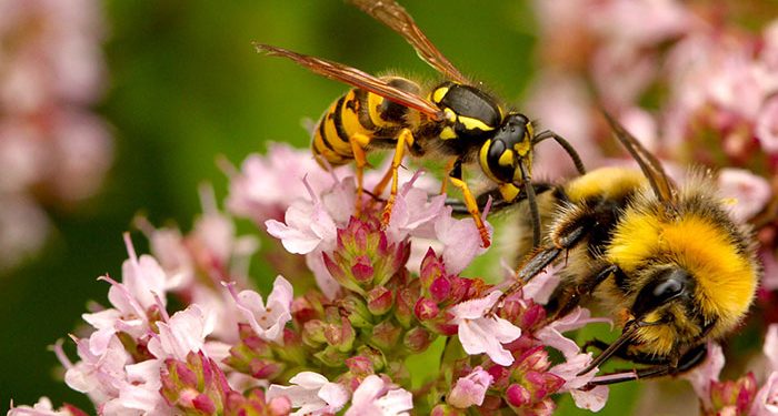 Washington State Officials to Destroy Nest of Murder Hornets That Are Foreign to the United States