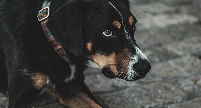 Argument over a Dog by Two Men Leads to the Shooting of Eight People in Nashville