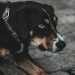 Argument over a Dog by Two Men Leads to the Shooting of Eight People in Nashville