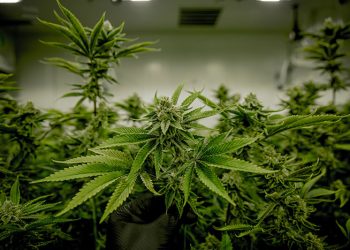 New Zealand Legalizes Euthanasia But Bans the Use of Marijuana