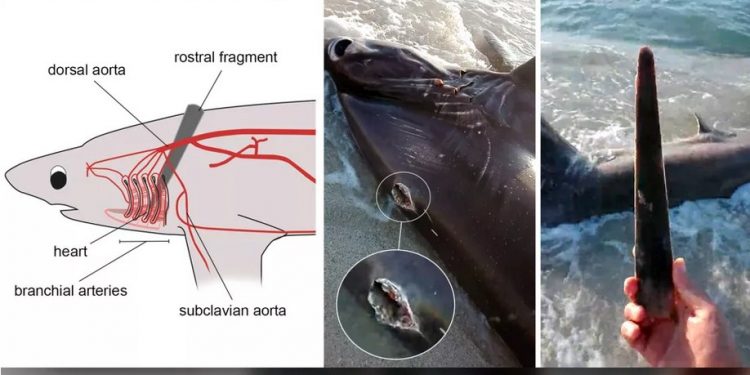 Swordfish Attack Leaves a Shark Dead; Scientists Analyze the Incident