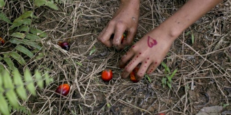 Girl Scouts Call on Its Cookie Bakers to Eschew Child Labor in Palm Plantations