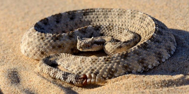 Scientists Reveal the Mystery behind the Way Sidewinder Snakes Move-in Deserts